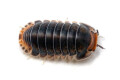 Cubaris sp. Pak Chong